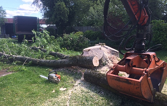 Straight Tree Felling | Chiltern Tree Care Arborists