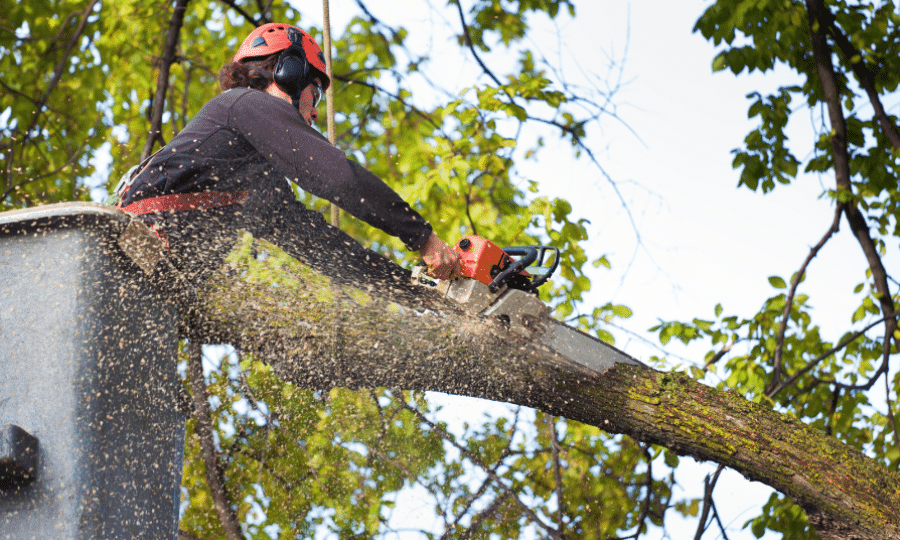 tree pruning near me uk